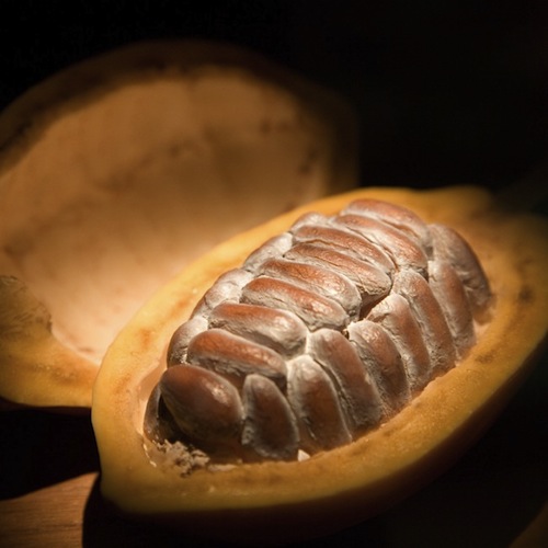 Modieus Wanten Nationaal Rauwe cacao “voedsel van de goden”
