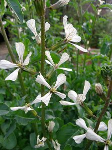 arugula-flowering-lo